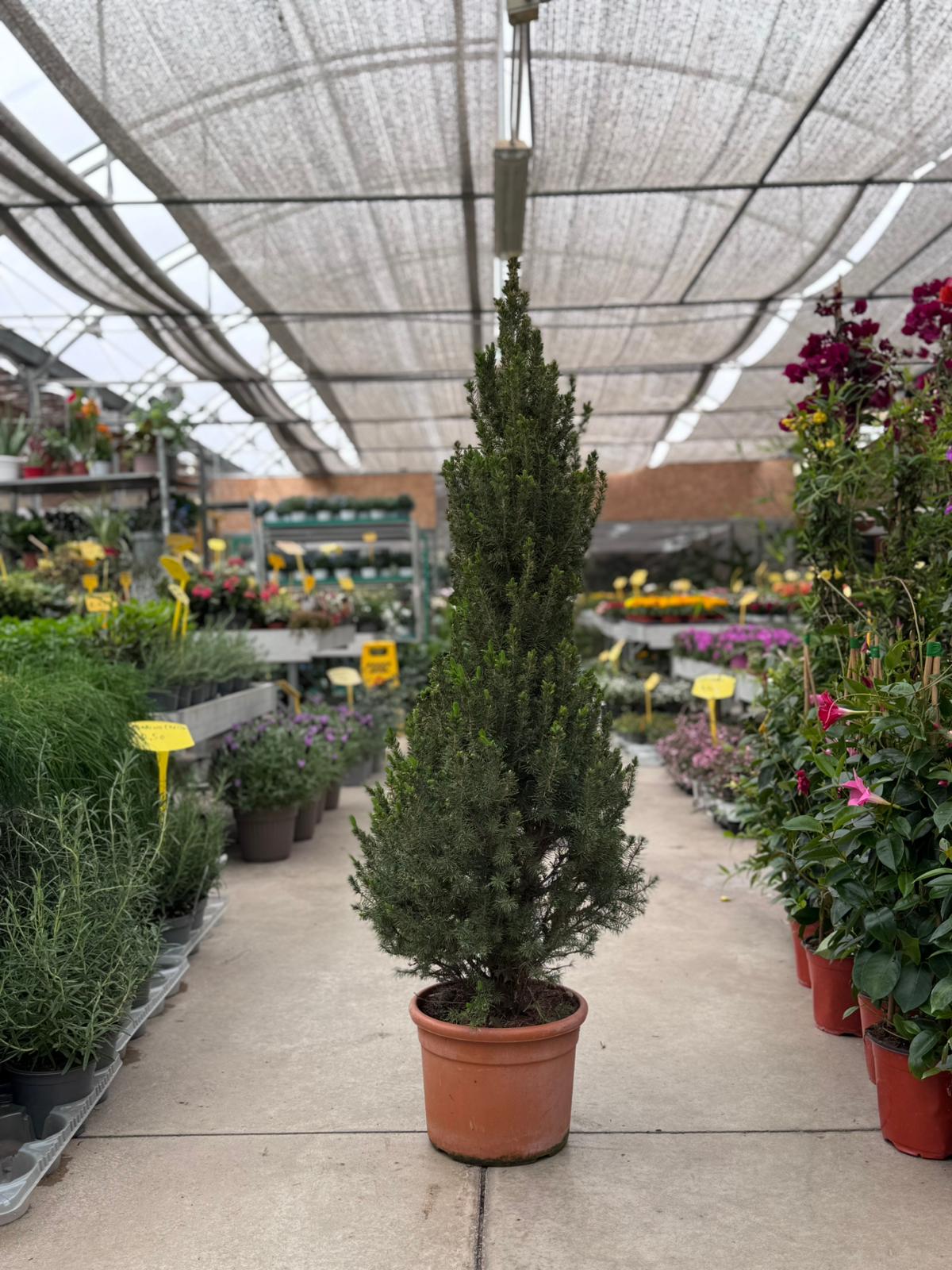 Picea glauca Conica H 130cm