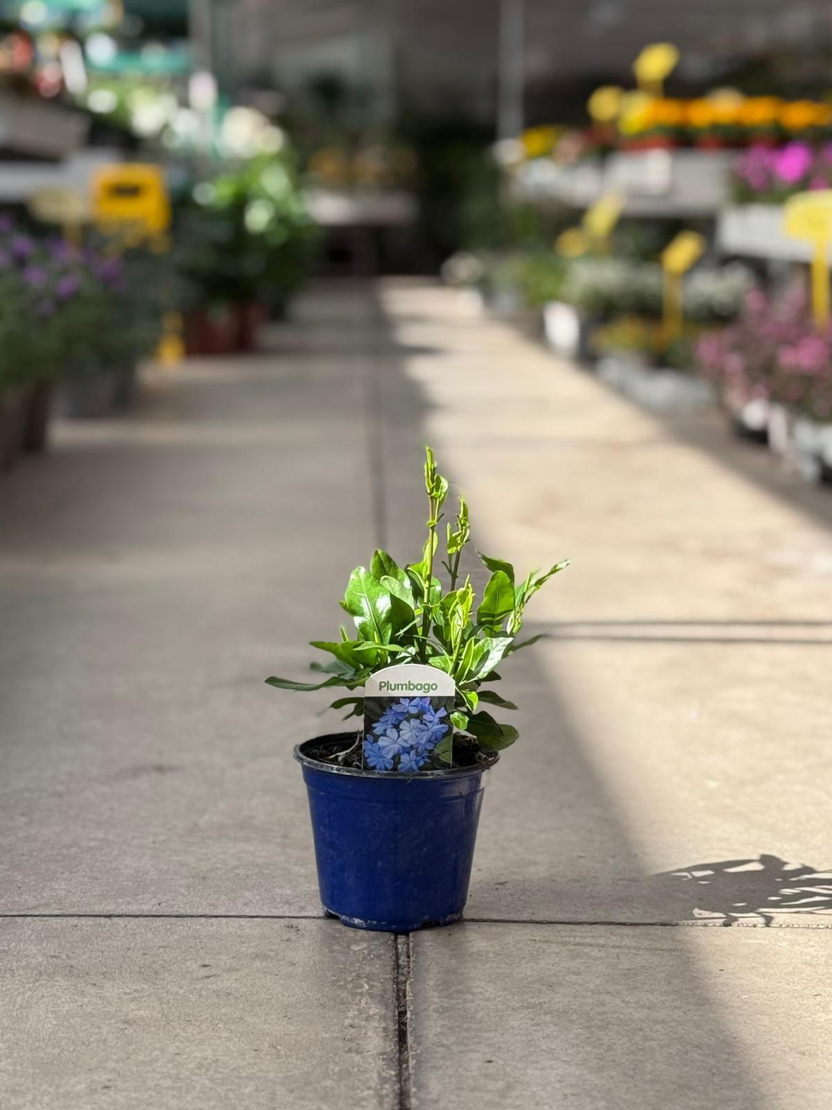 Plumbago Tourn. H 32cm
