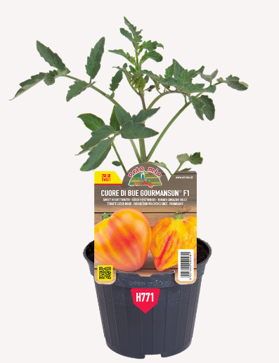 Pomodoro cuore di bue gourmansun F1 Vaso 10