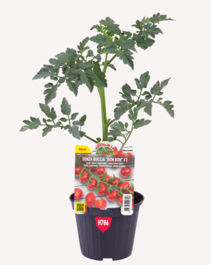 Pomodoro Ciliegino (da palo) Bonbon "senza buccia" Red Moon F1