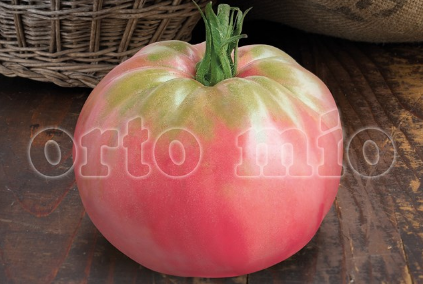 Pomodoro Antichi Sapori (da palo) Belmonte Silano Rosenato F1 Vaso 10