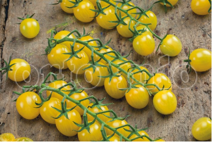 Pomodoro Ciliegino (da palo) Giallo Hinoki F1 Vaso 10