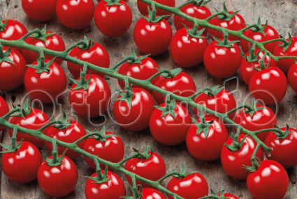 Pomodoro Ciliegino (da palo) Strillo F1 (dolce)