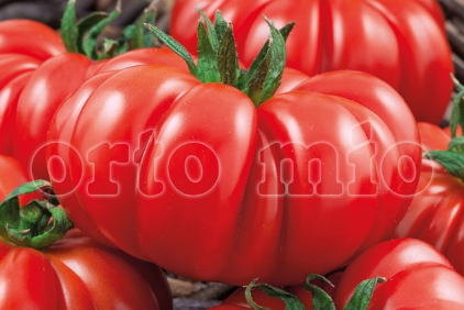 Pomodoro Costoluto Fiorentino (da palo) Cosimo F1 (ex Goldmar)
