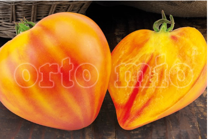 Pomodoro cuore di bue gourmansun F1 Vaso 10