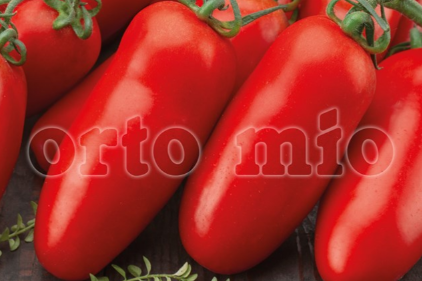 6 piante in pack Pomodoro da salsa (nano) Super Roma F1 (bacche molto sode)