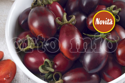 6 piante in pack Pomodoro Datterino (da palo) Blu Candy F1