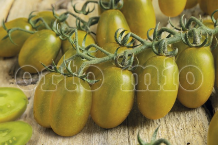 6 piante in pack Pomodoro Datterino (da palo) Mango F1
