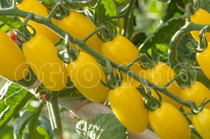 6 piante in pack Pomodoro Datterino (da palo) Kissme F1