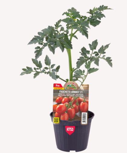 Pomodoro Vesuviano tipo Piccadilly (da palo) Fiaschetto Arnheo F1 Vaso 10