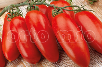 Pomodoro San Marzano e ovale (da palo) Oskar F1 Vaso 10