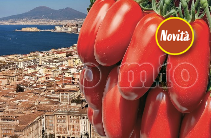 Pomodoro San Marzano e Ovale (da palo) A grappolo (tollerante a marciume apicale) O'Marzaniello Babyzano F1 Vaso 10