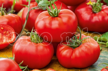 6 piante in pack Pomodoro Siccagno Patatarello da appendere (nano)