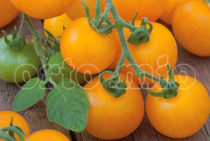 6 piante in pack Pomodoro Siccagno da appendere Ponderosa Giallo