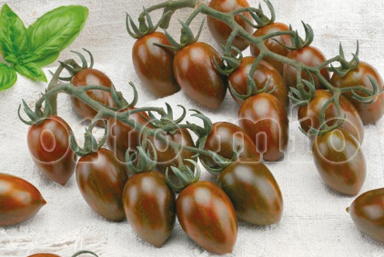 Pomodoro Specialità (da palo) Crispino Plum F1 (tipologia Zebrino) Vaso 10