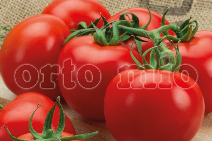 6 piante in pack Pomodoro tondo (da palo) A grappolo Horus F1
