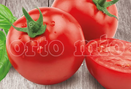 6 piante in pack Pomodoro Tondo (da palo) Web F1