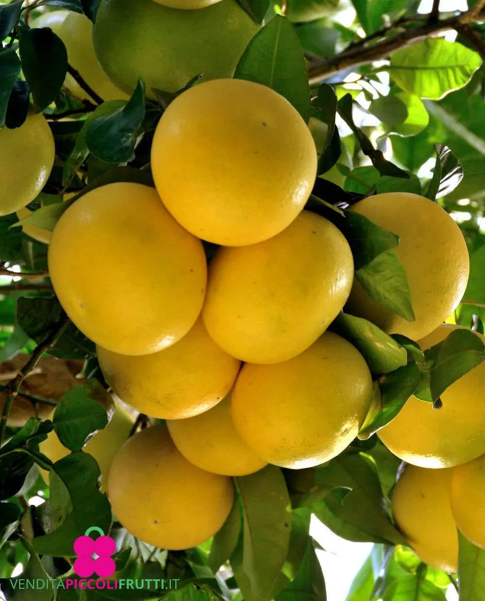 Pompelmo Giallo