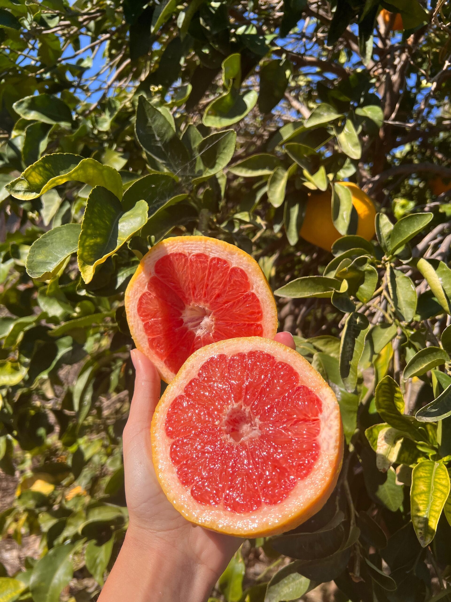 Pompelmo Rosa
