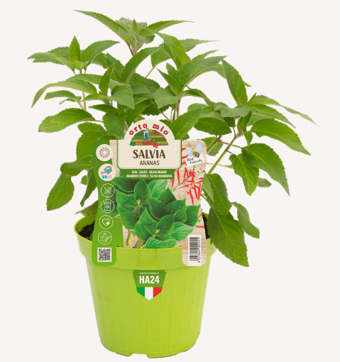 SALVIA ANANAS VASO 14