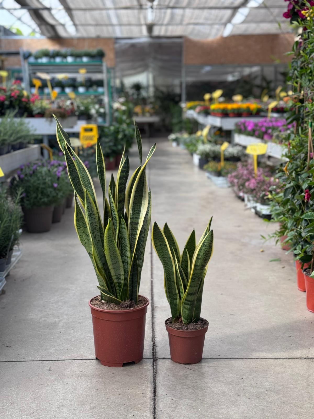 Sansevieria Trifasciata "Laurentii" H 75-45 cm