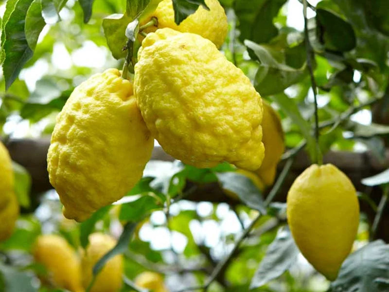 Limone sfusato amalfi