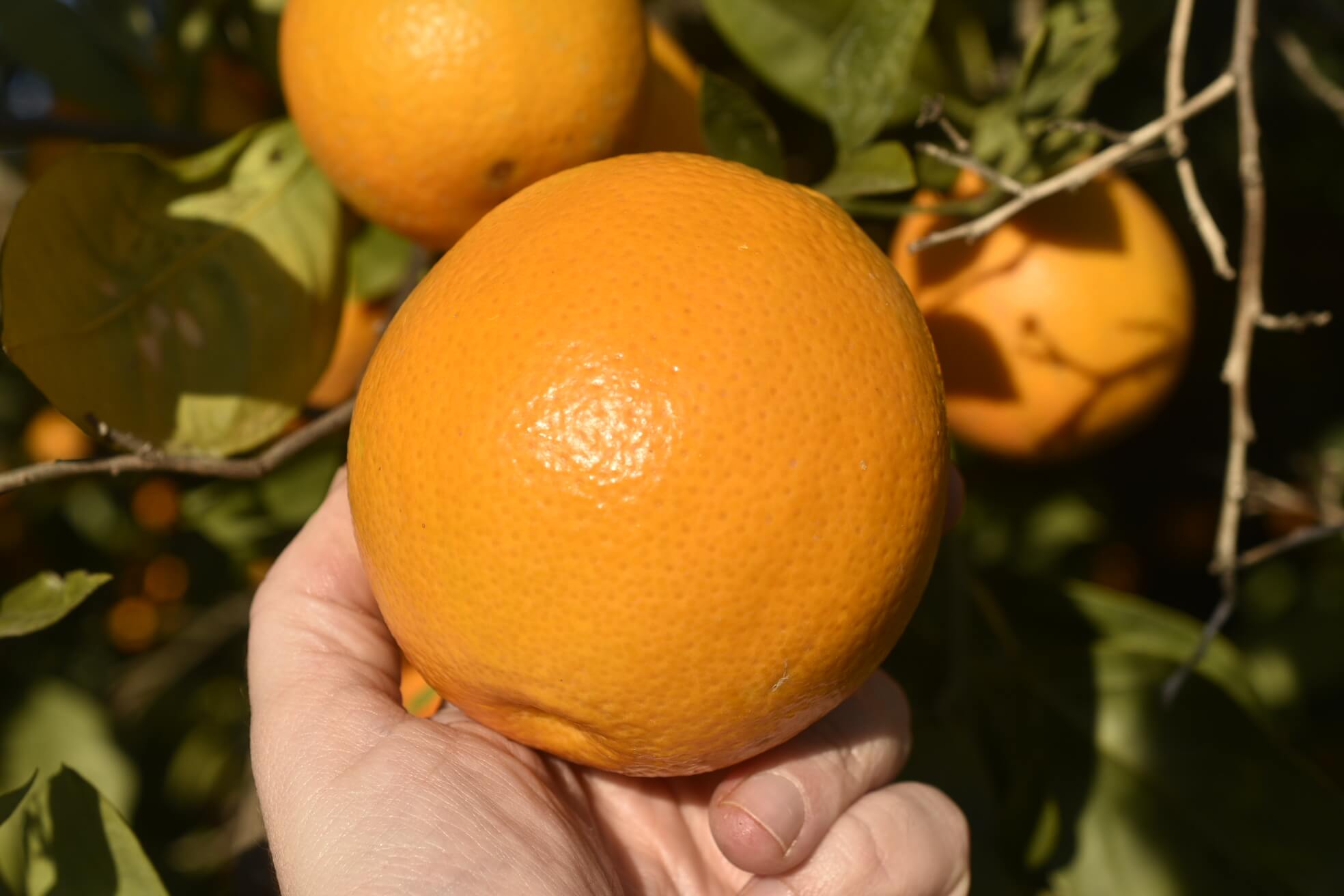 Arancio Tarocco Giallo