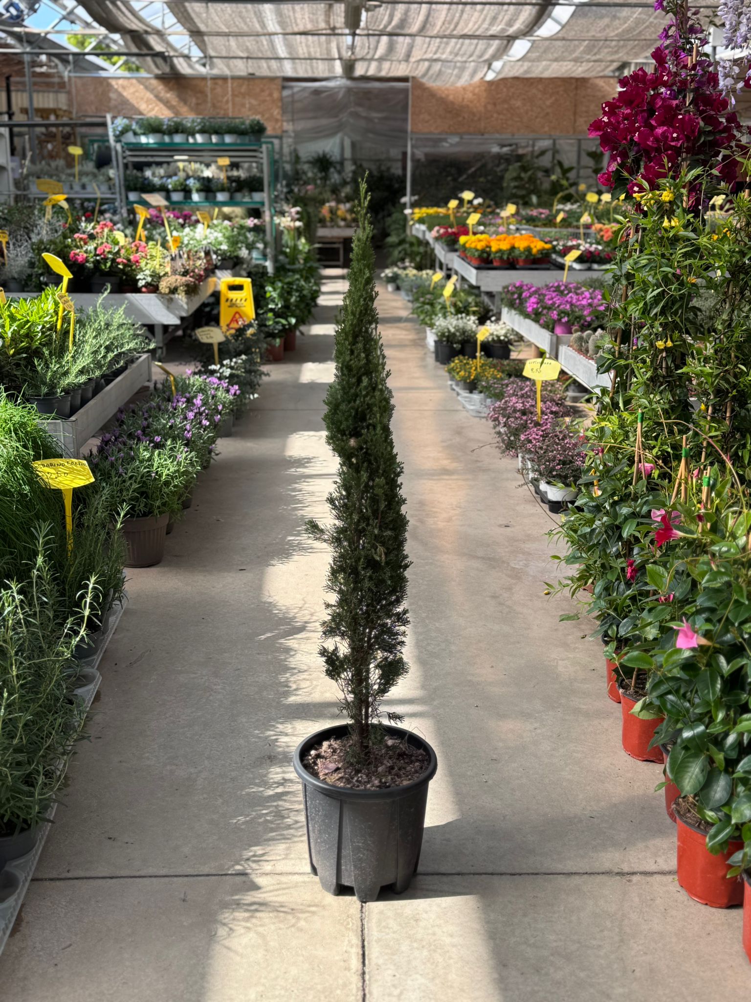 Cupressus sempervirens 'Totem' H 130cm