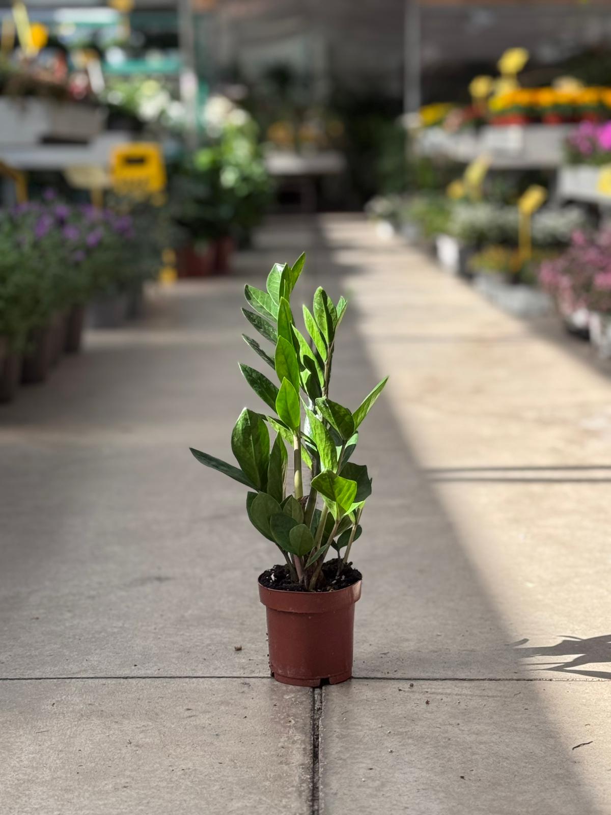 Zamioculcas Zamifolia H 40cm