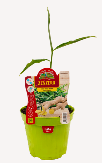 ZENZERO VASO 14