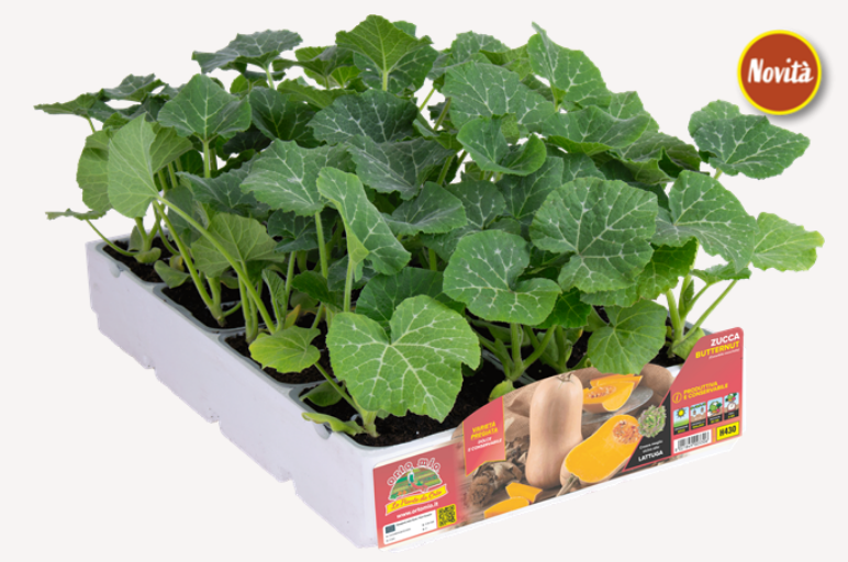 Zucca mini Butternut Avalon F1