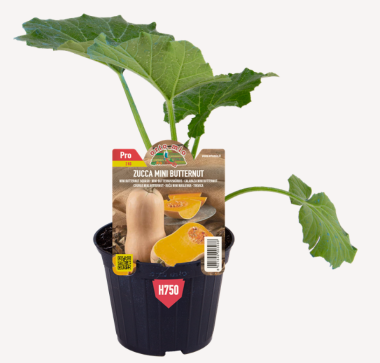 Zucca mini Butternut Avalon F1