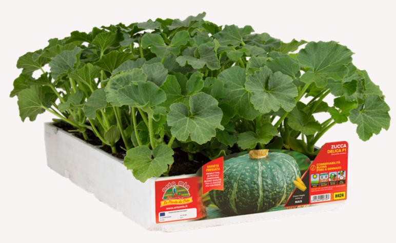 Zucca Delica F1
