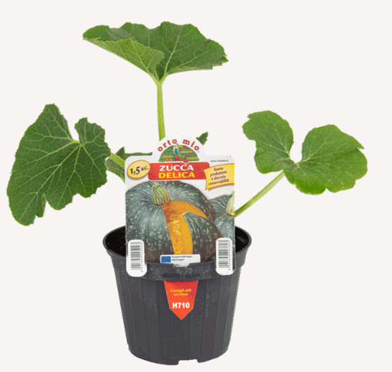 Zucca Delica F1