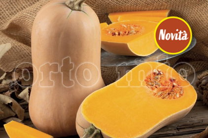 Zucca mini Butternut Avalon F1