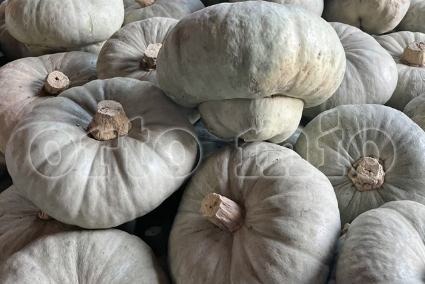 Zucca Mantovana o Cappello del Prete Vaso 10