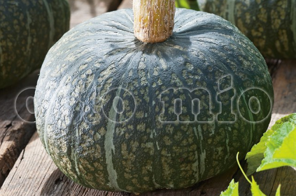 Zucca Delica F1