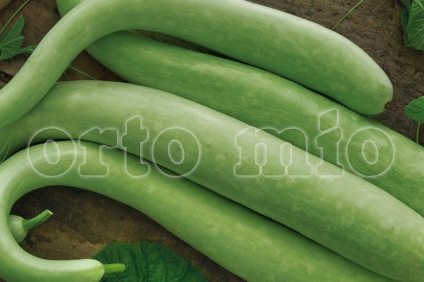 Zucca Siciliana da pergola Langenaria lunga di Sicilia Vaso 10