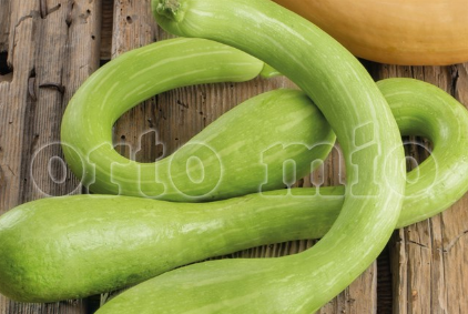 4 piante in pack Zucca Trombetta di Albenga