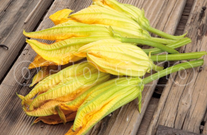 4 piante in pack Zucchino da fiore Striato d'Italia F1