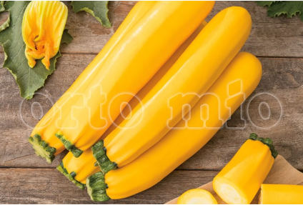 Zucchino Giallo Vaso 10