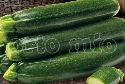 4 piante in pack Zucchino scuro Aloha F1
